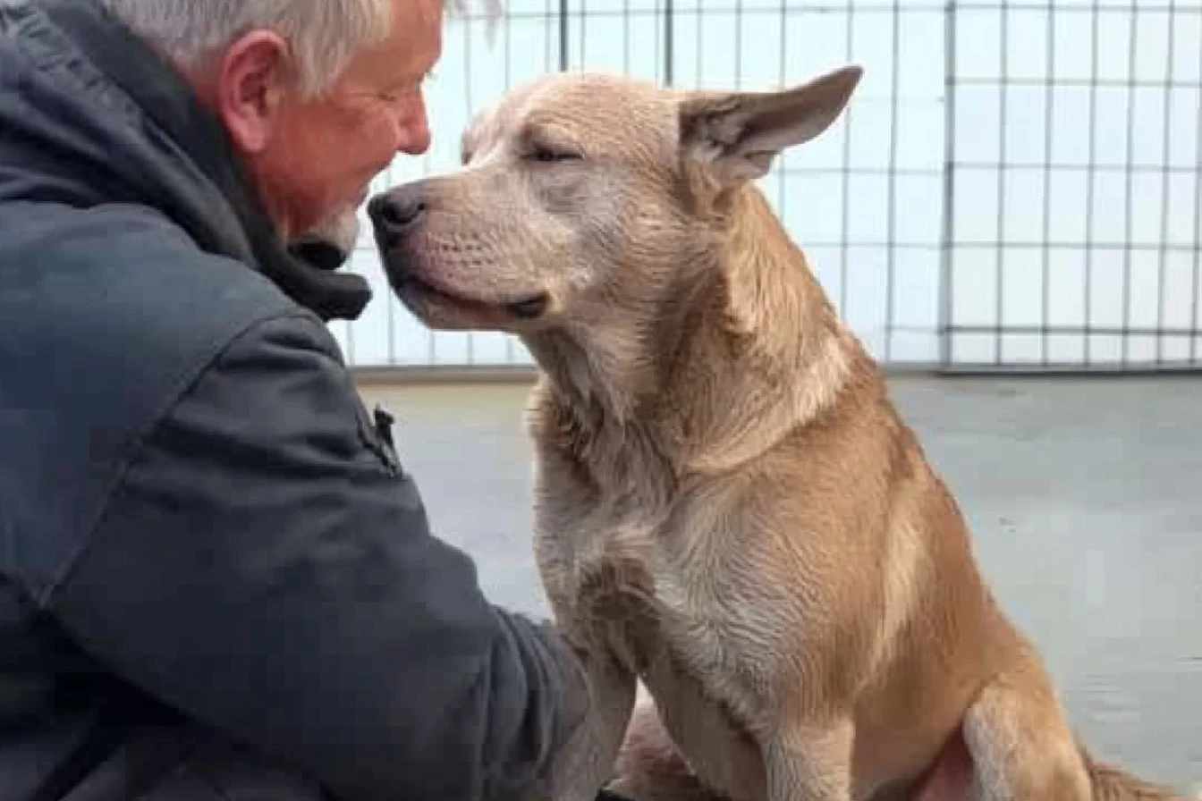 The Emotional Reunion of a Dog Lost for 200 Days: A Tale of Hope
