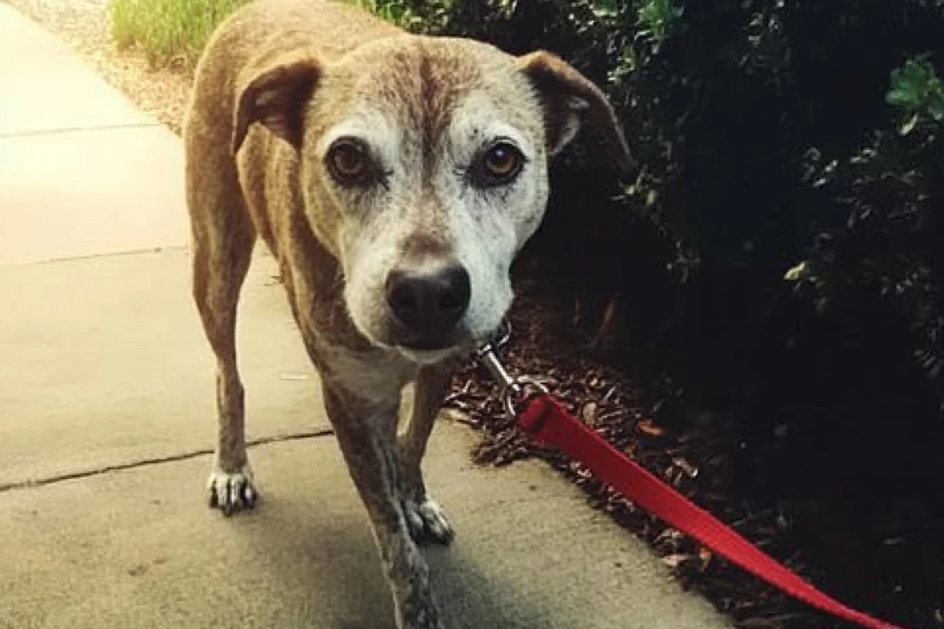 Deaf Dog Story