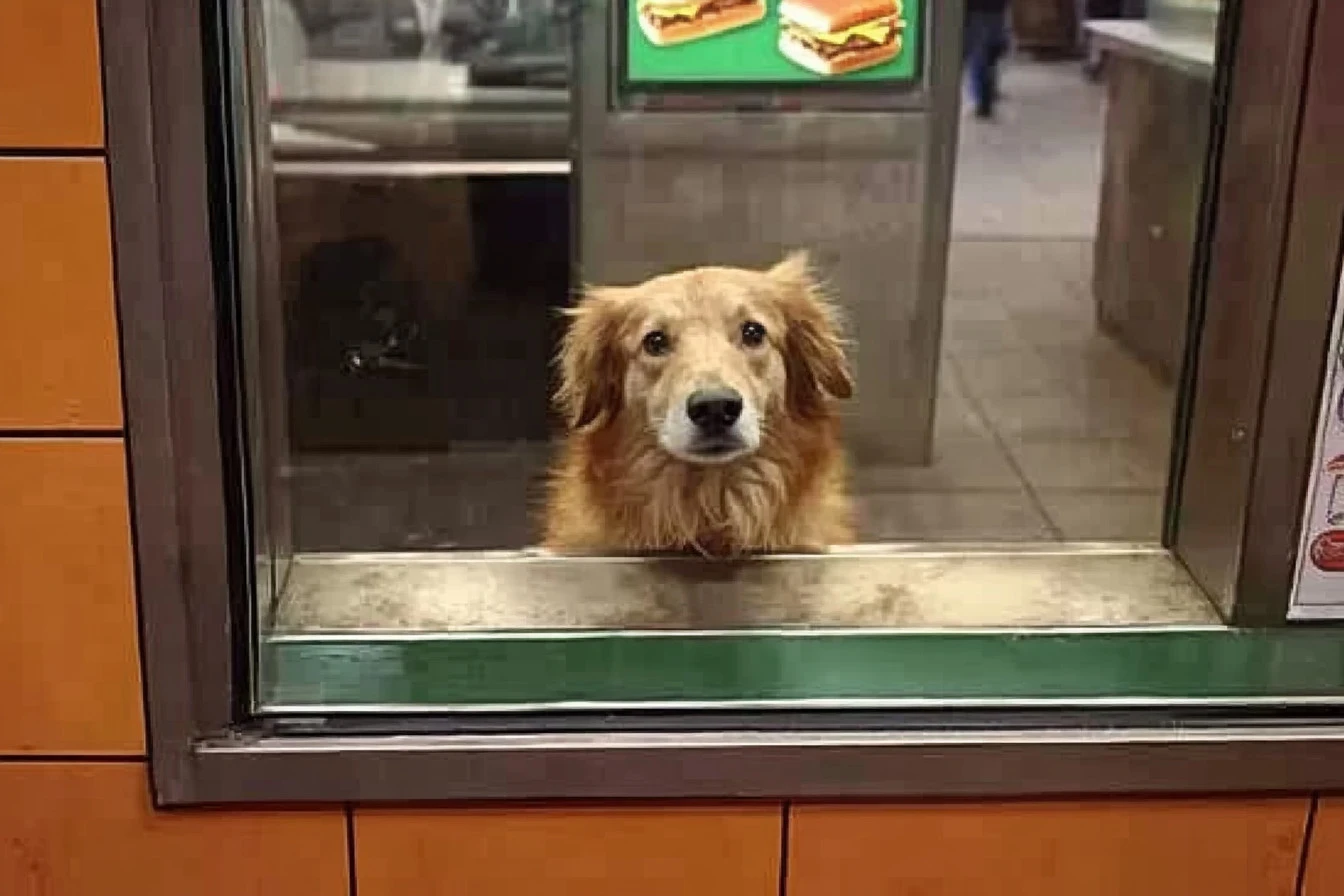 Stray Dog and His Daily Subway Visits