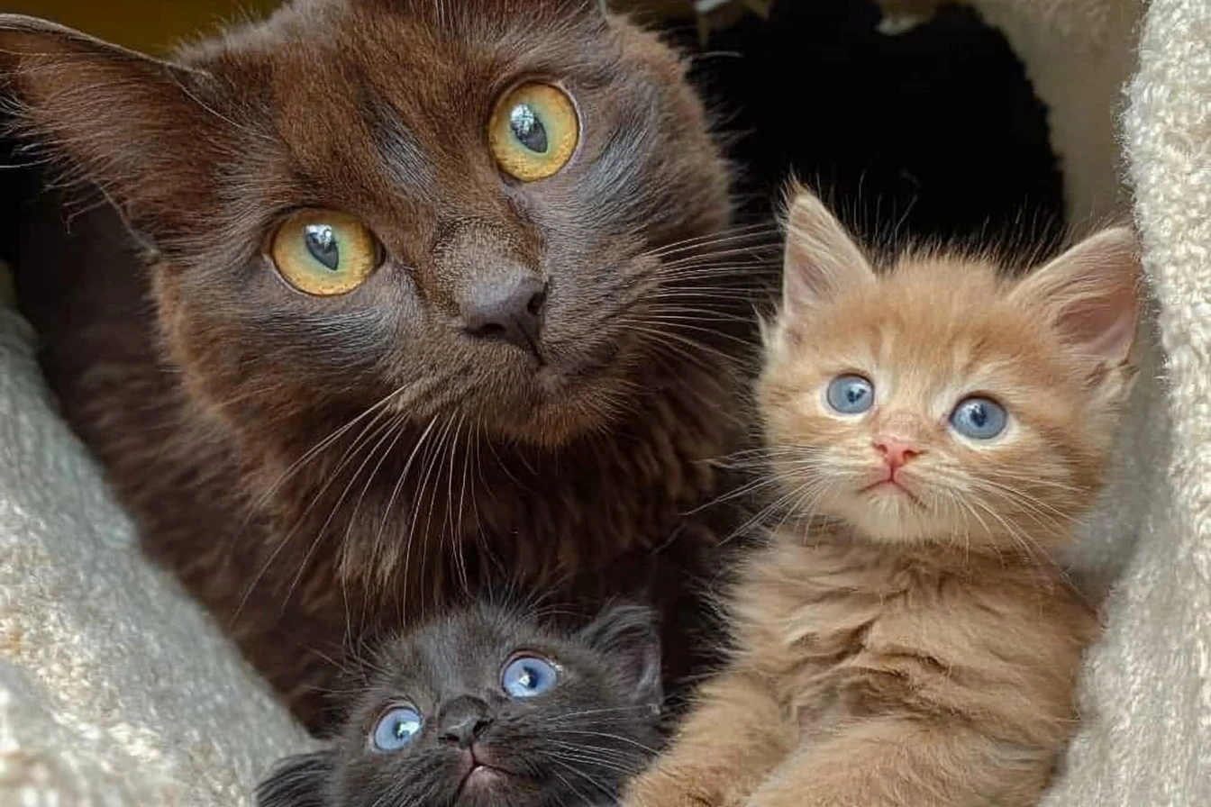a Stray Mother Cat