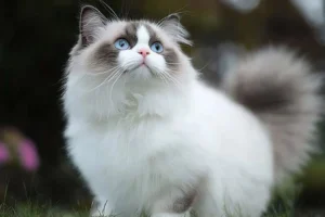 pictures of ragdoll cats​