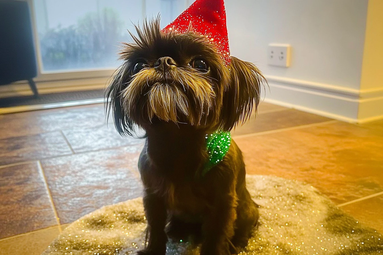 celebrities dogs​