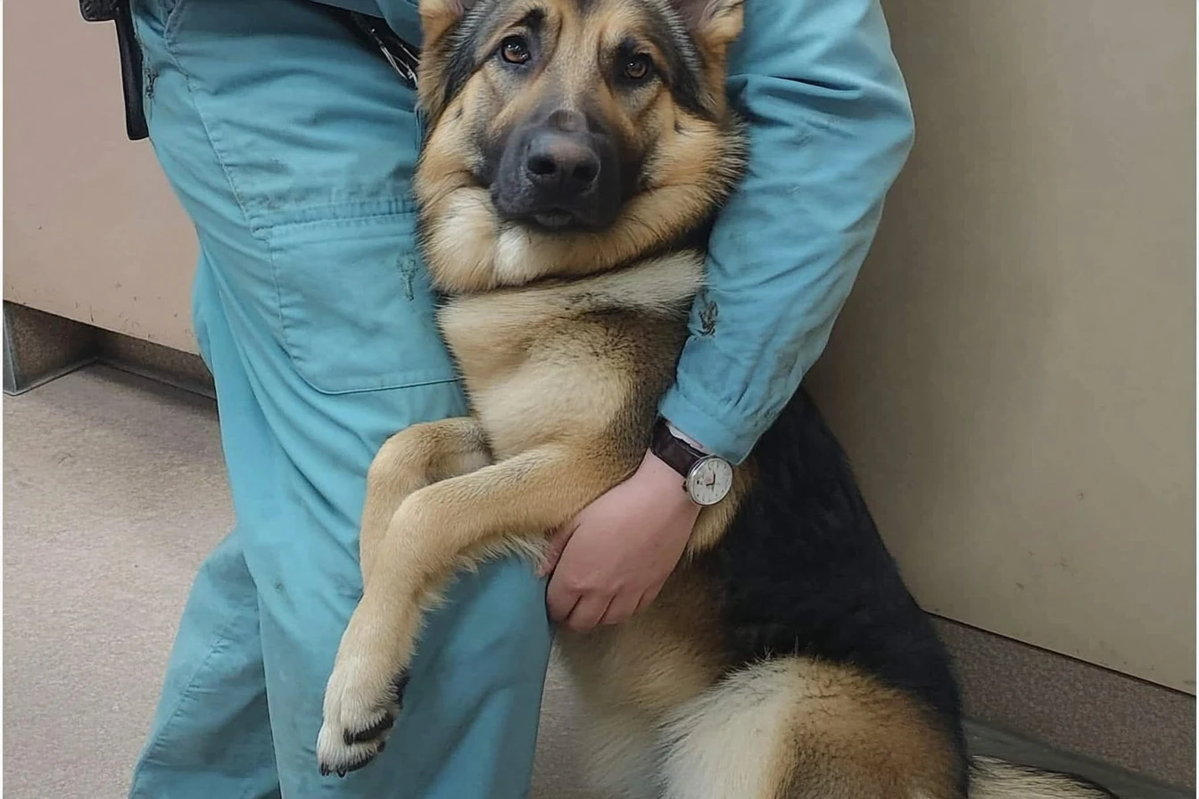 dog story​
