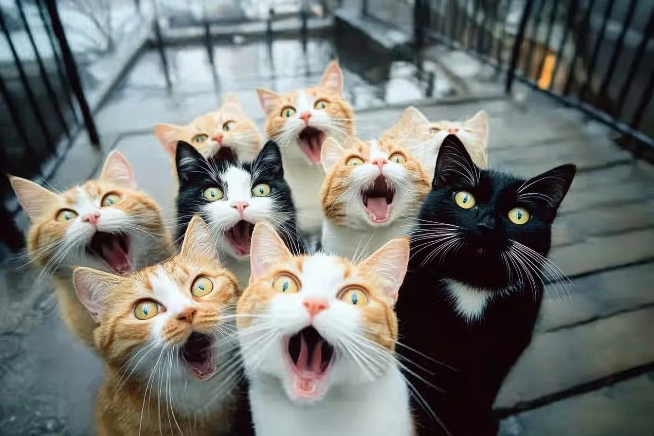 cat selfie​