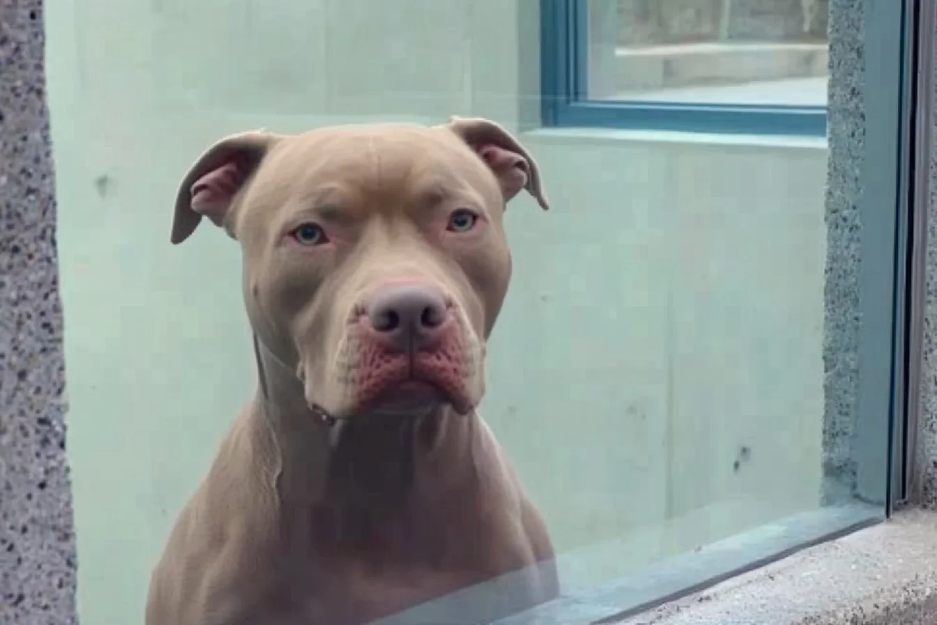 sad dog in shelter​