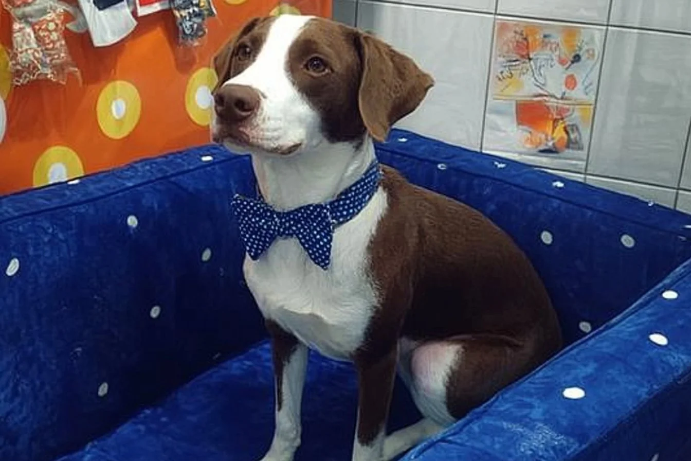 pictures of dogs at the animal shelter​